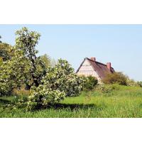 2770_7485 Wiese mit blühendem Obstbaum - Bauernhof mit Fachwerk und Reetdach hinterm Deich. | 